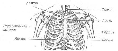 Aнатомия жизни и смерти. Жизненно важные точки на теле человека - _124.jpg