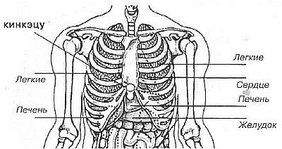 Aнатомия жизни и смерти. Жизненно важные точки на теле человека - _127.jpg