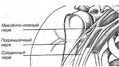 Aнатомия жизни и смерти. Жизненно важные точки на теле человека - _132.jpg