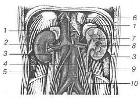 Aнатомия жизни и смерти. Жизненно важные точки на теле человека - _150.jpg