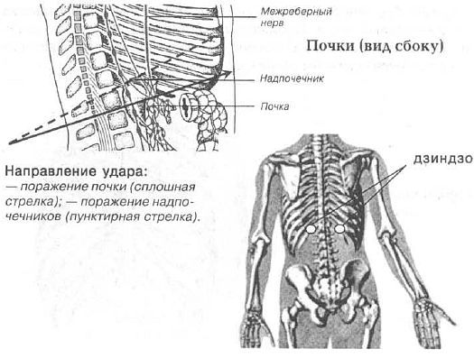 Aнатомия жизни и смерти. Жизненно важные точки на теле человека - _151.jpg