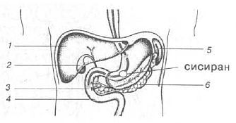 Aнатомия жизни и смерти. Жизненно важные точки на теле человека - _152.jpg