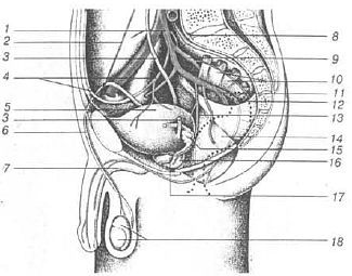 Aнатомия жизни и смерти. Жизненно важные точки на теле человека - _156.jpg