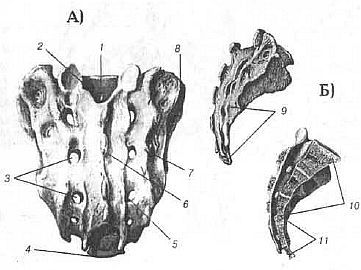 Aнатомия жизни и смерти. Жизненно важные точки на теле человека - _157.jpg