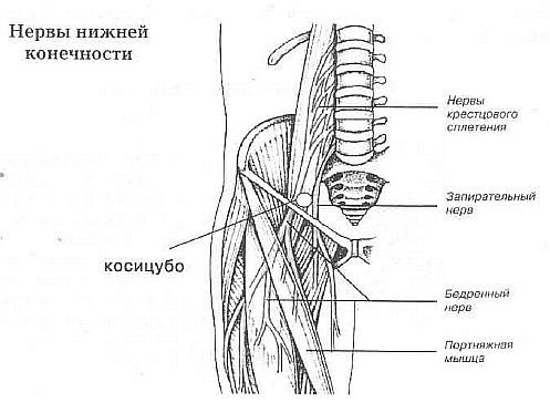 Aнатомия жизни и смерти. Жизненно важные точки на теле человека - _160.jpg