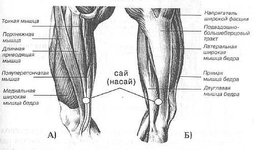 Aнатомия жизни и смерти. Жизненно важные точки на теле человека - _163.jpg