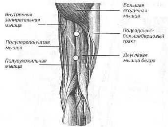 Aнатомия жизни и смерти. Жизненно важные точки на теле человека - _165.jpg