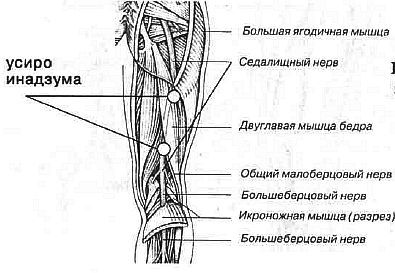 Aнатомия жизни и смерти. Жизненно важные точки на теле человека - _166.jpg