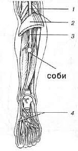 Aнатомия жизни и смерти. Жизненно важные точки на теле человека - _174.jpg