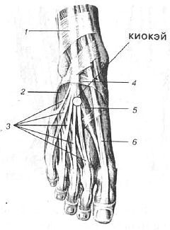 Aнатомия жизни и смерти. Жизненно важные точки на теле человека - _175.jpg