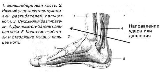 Aнатомия жизни и смерти. Жизненно важные точки на теле человека - _178.jpg