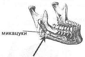 Aнатомия жизни и смерти. Жизненно важные точки на теле человека - _104.jpg