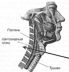 Aнатомия жизни и смерти. Жизненно важные точки на теле человека - _115.jpg