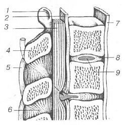 Aнатомия жизни и смерти. Жизненно важные точки на теле человека - _126.jpg