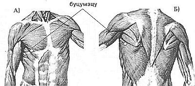 Aнатомия жизни и смерти. Жизненно важные точки на теле человека - _130.jpg