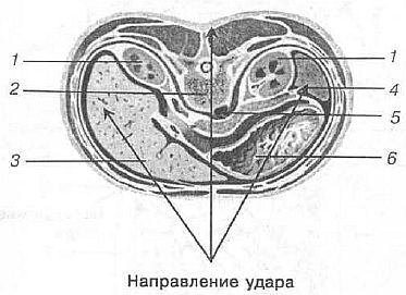 Aнатомия жизни и смерти. Жизненно важные точки на теле человека - _155.jpg