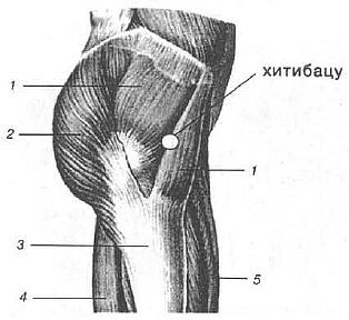 Aнатомия жизни и смерти. Жизненно важные точки на теле человека - _161.jpg