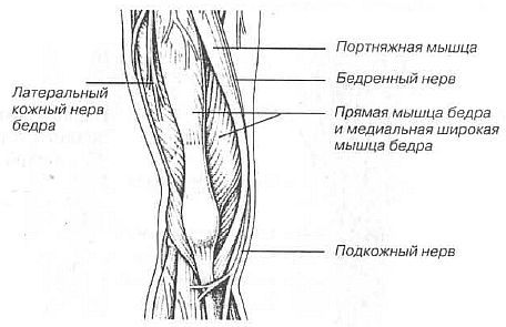 Aнатомия жизни и смерти. Жизненно важные точки на теле человека - _164.jpg