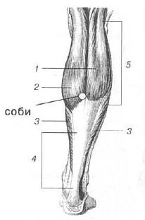 Aнатомия жизни и смерти. Жизненно важные точки на теле человека - _173.jpg