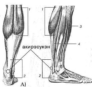 Aнатомия жизни и смерти. Жизненно важные точки на теле человека - _177.jpg