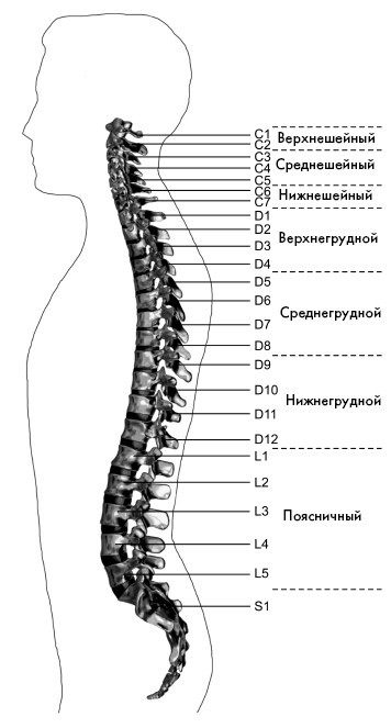 Соло для позвоночника - i_004.jpg