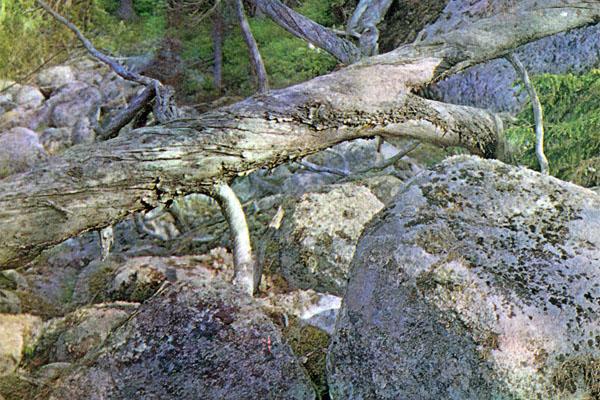 Журнал «Вокруг Света» №11 за 1976 год - tag_img_cmn_2007_09_03_045_jpg795521.jpeg