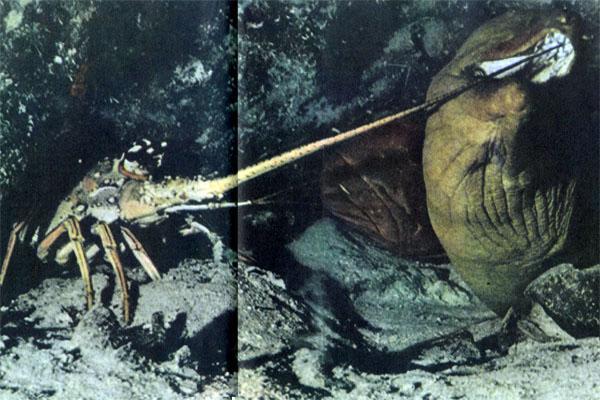 Журнал «Вокруг Света» №11 за 1976 год - tag_img_cmn_2007_09_04_020_jpg321329.jpeg