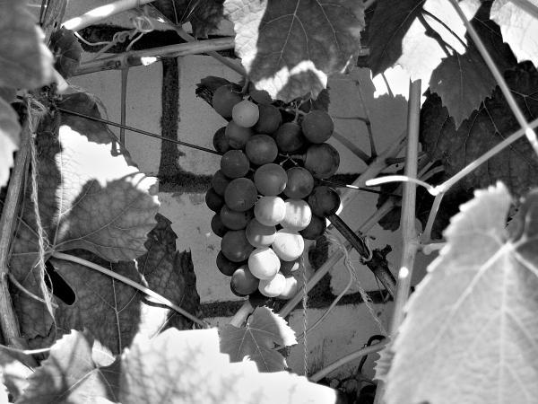 Виноград вашего сада в средней полосе России - _03.jpg