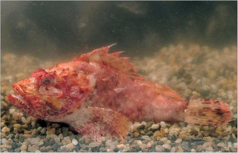 Учебник подводной охоты на задержке дыхания - i_090.jpg