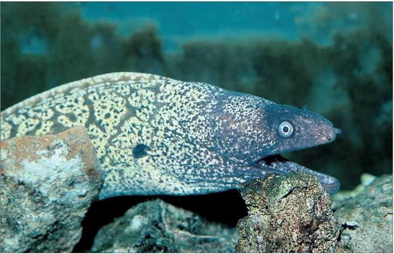 Учебник подводной охоты на задержке дыхания - i_091.jpg