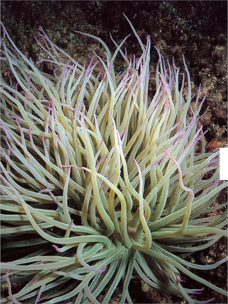 Учебник подводной охоты на задержке дыхания - i_092.jpg