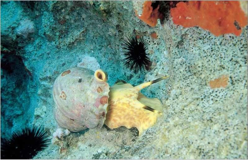 Учебник подводной охоты на задержке дыхания - i_093.jpg