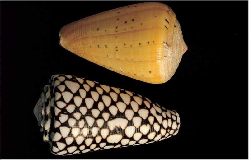 Учебник подводной охоты на задержке дыхания - i_094.jpg