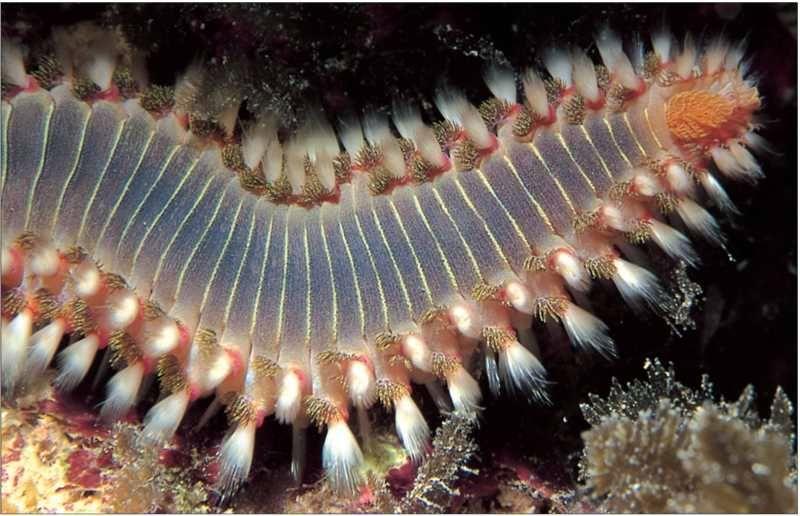 Учебник подводной охоты на задержке дыхания - i_095.jpg