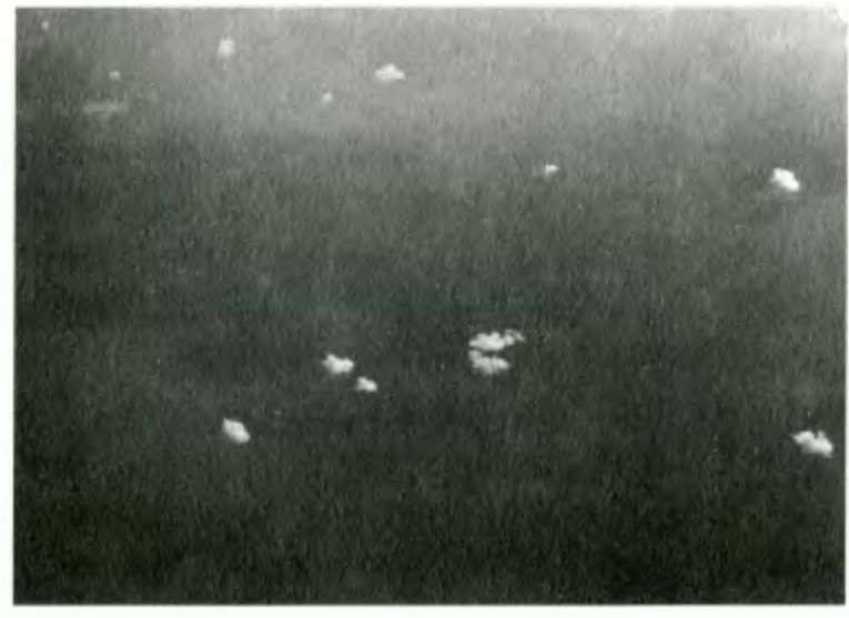 «Муромцы» в бою. Подвиги русских авиаторов - _90.jpg