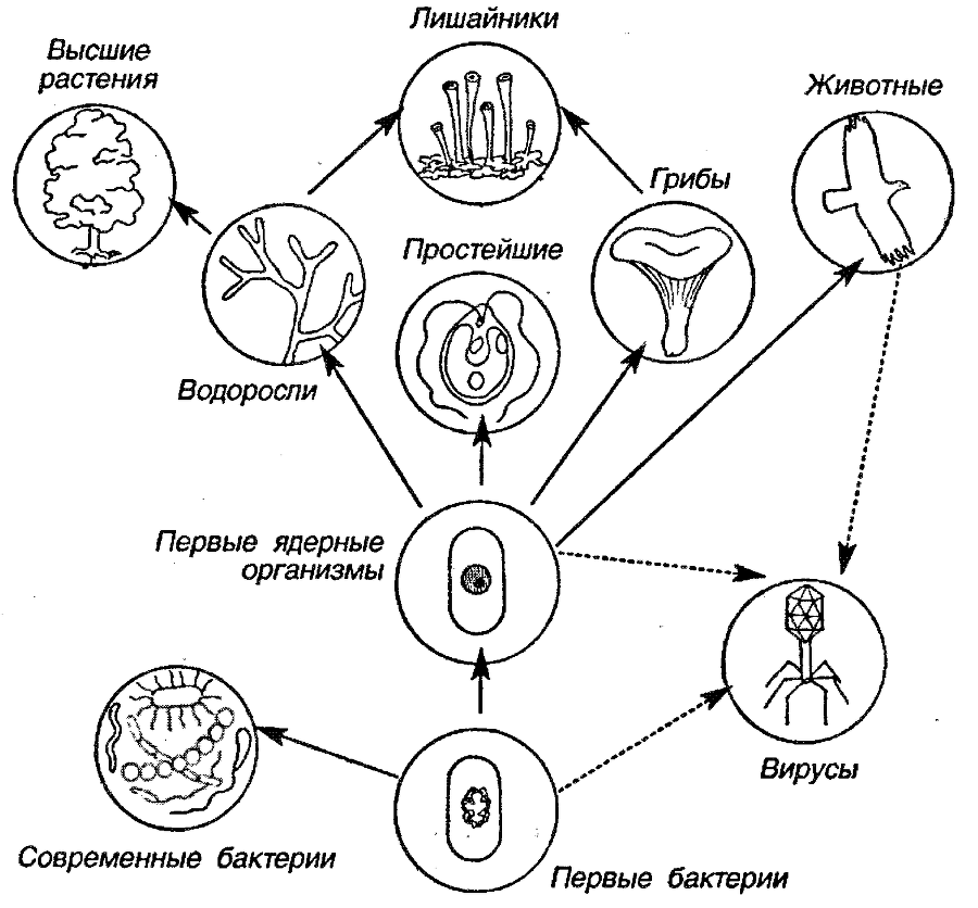 Я познаю мир. Ботаника - image4.png