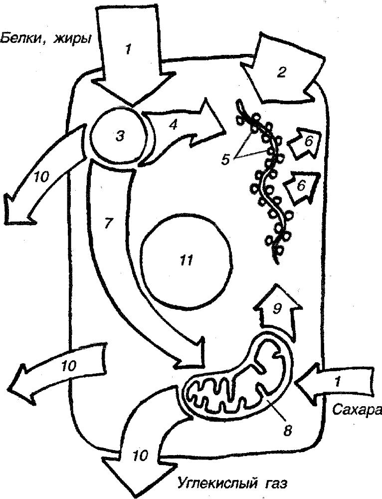 Я познаю мир. Ботаника - image5.png