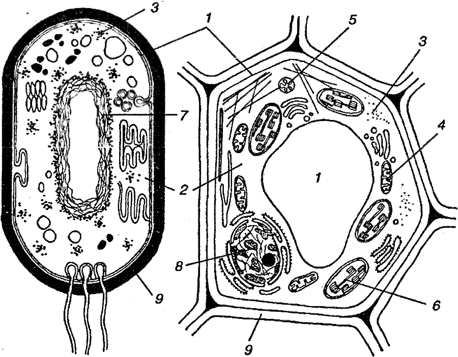 Я познаю мир. Ботаника - image6.png