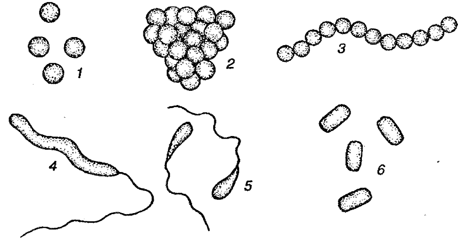 Я познаю мир. Ботаника - image8.png