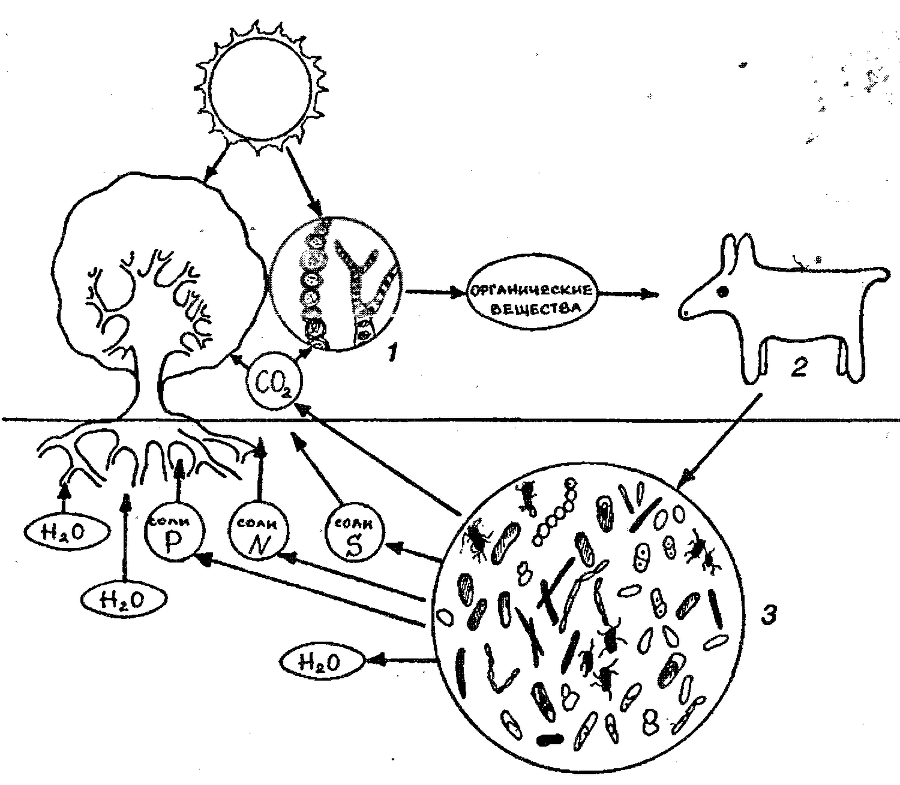 Я познаю мир. Ботаника - image11.png