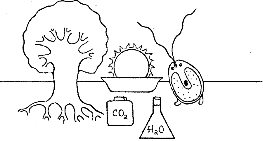 Я познаю мир. Ботаника - image14.png