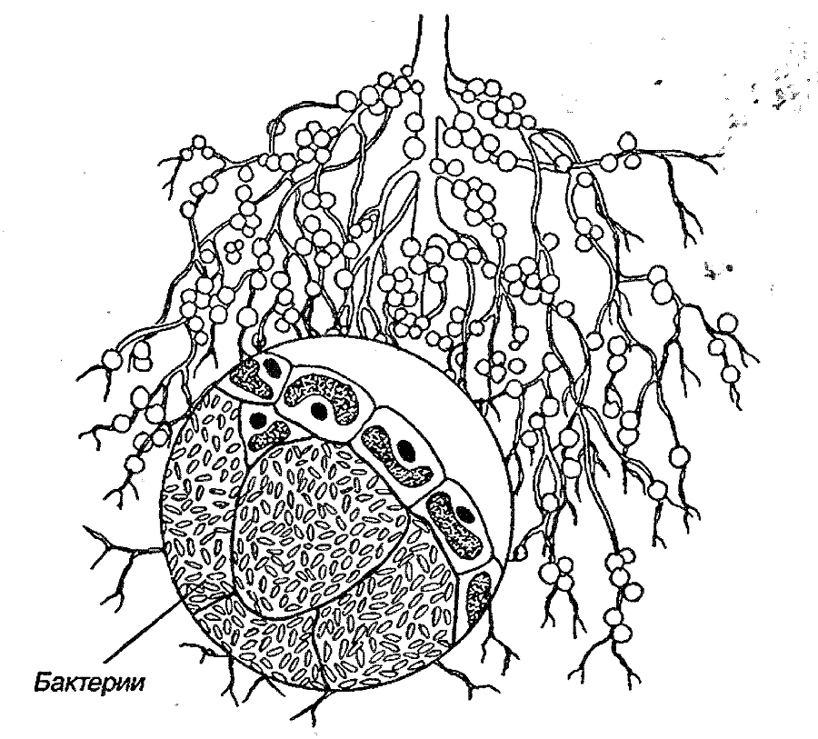 Я познаю мир. Ботаника - image18.png