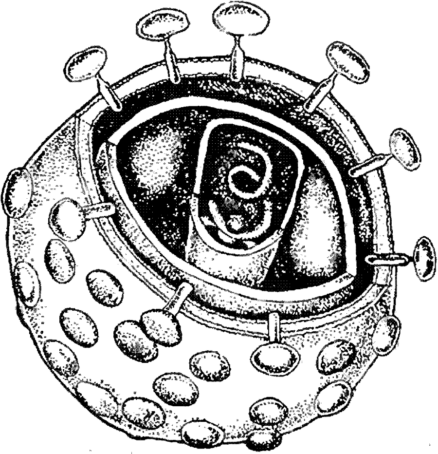 Я познаю мир. Ботаника - image26.png