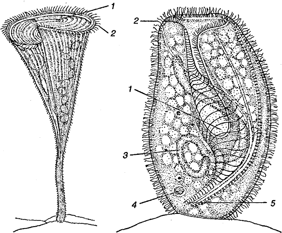 Я познаю мир. Ботаника - image31.png