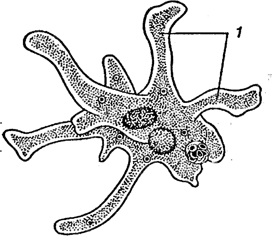 Я познаю мир. Ботаника - image32.png