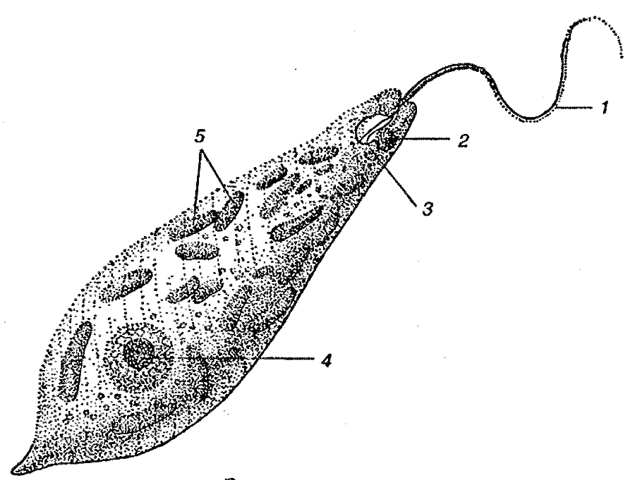 Я познаю мир. Ботаника - image33.png