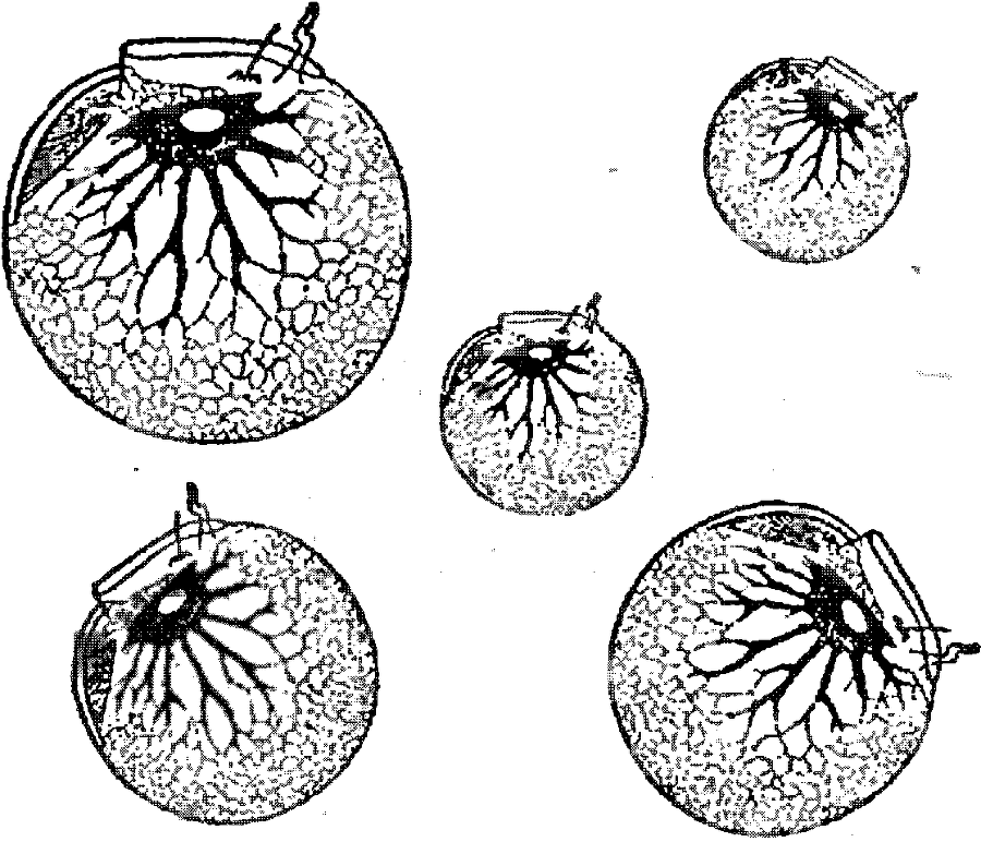 Я познаю мир. Ботаника - image35.png