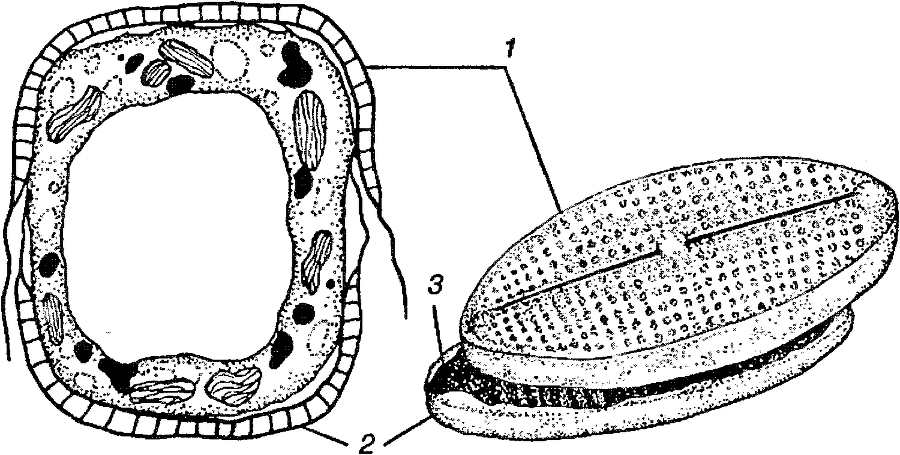 Я познаю мир. Ботаника - image36.png