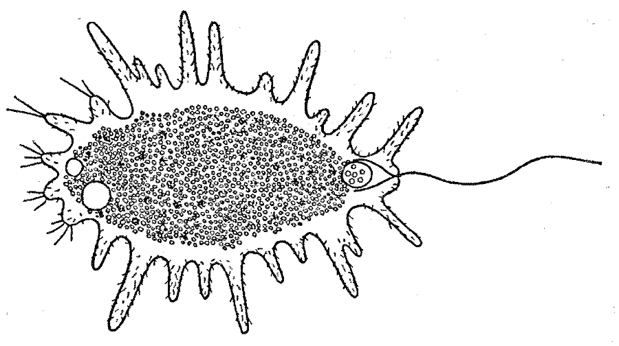 Я познаю мир. Ботаника - image37.png