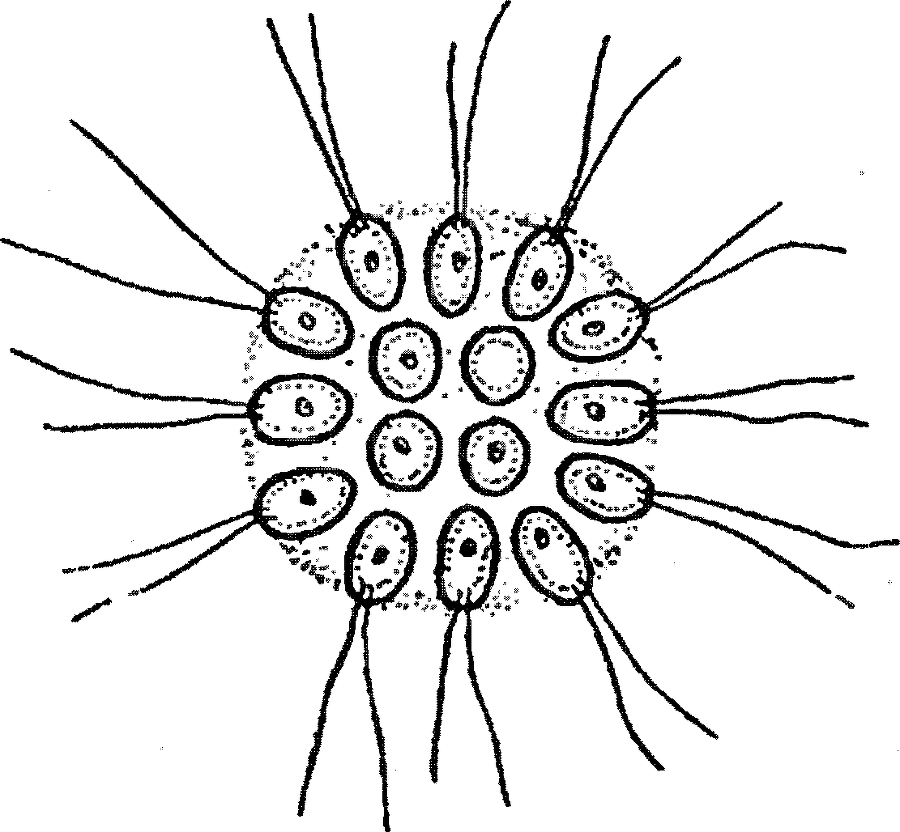 Я познаю мир. Ботаника - image39.png